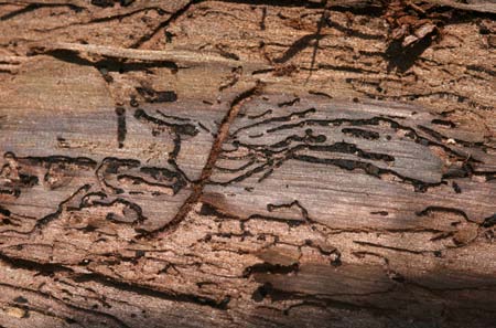 Walnut twig beetle tunneling under bark of large branch.