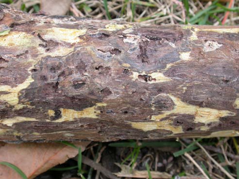 Cankers developing in black walnut around tunnels produced by walnut twig beetles in black walnut.