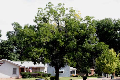 Flagging symptom in crown of black walnut in SE Colorado. Picture taken in July 2009; tree was dead the following year.