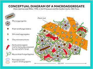 Conceptual Diagram of a Macroaggregate; Source: Soil Processes and the Carbon Cycle by Jastrow and Miller, 1998.
