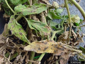 Early Blight in tomato and potato.