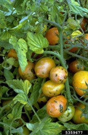 Tomato spotted wilt virus (TSWV) (Orthotospovirus tomatomaculae)