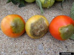 Blossom end rot on tomatoes.