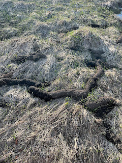 Pocket gopher eskers in a pasture