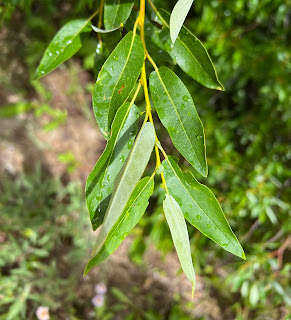 Mountain willow (Salix monticola), upper side of leaves