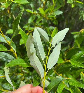 Mountain willow (Salix monticola), lower side of leaves