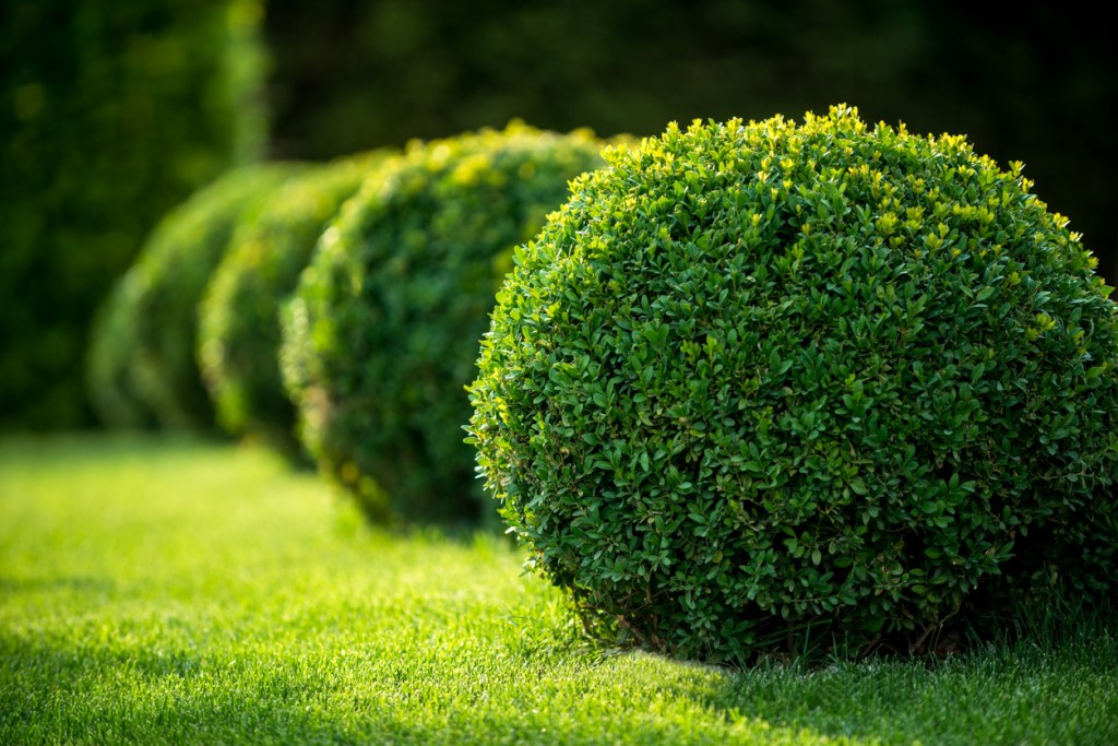A row of neatly trimmed round boxwood bushes on a well-manicured green lawn, with sunlight casting soft shadows.