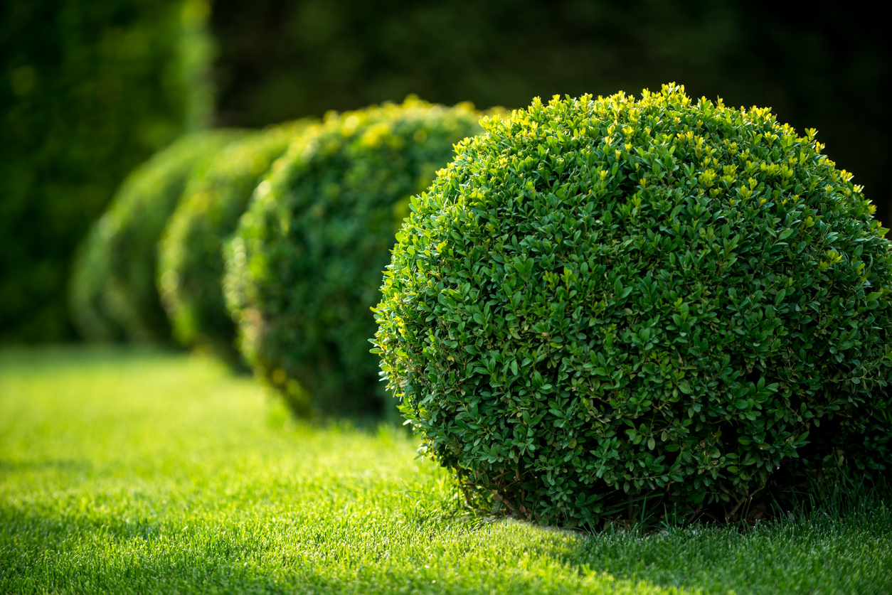 Garden & Landscape | Colorado State University Extension