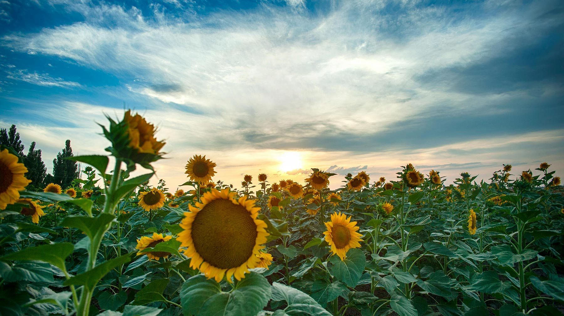 A field of sunflowers with blue sky above