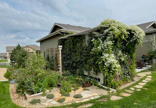 A house with Sweet Autumn Clematis blooming outside.
