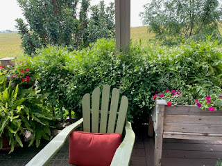Sweet Autumn Clematis climbs a post on the backyard patio