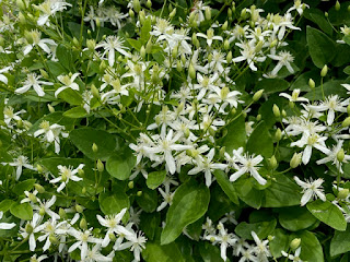 A close up of white Sweet Autumn clematis blooms.