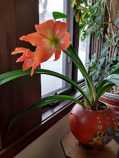 Coral/orange colored amaryllis flower potted in a vase set next to a wind sill. 