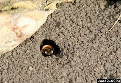 Female Andrenid bee guarding her nest entrance.