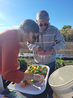 Weighing and counting 'Eros' peppers