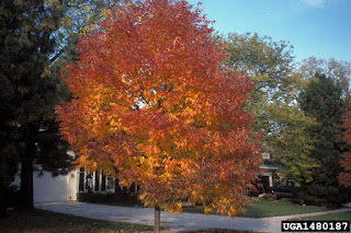 Tree damaged from emerald ash borer.