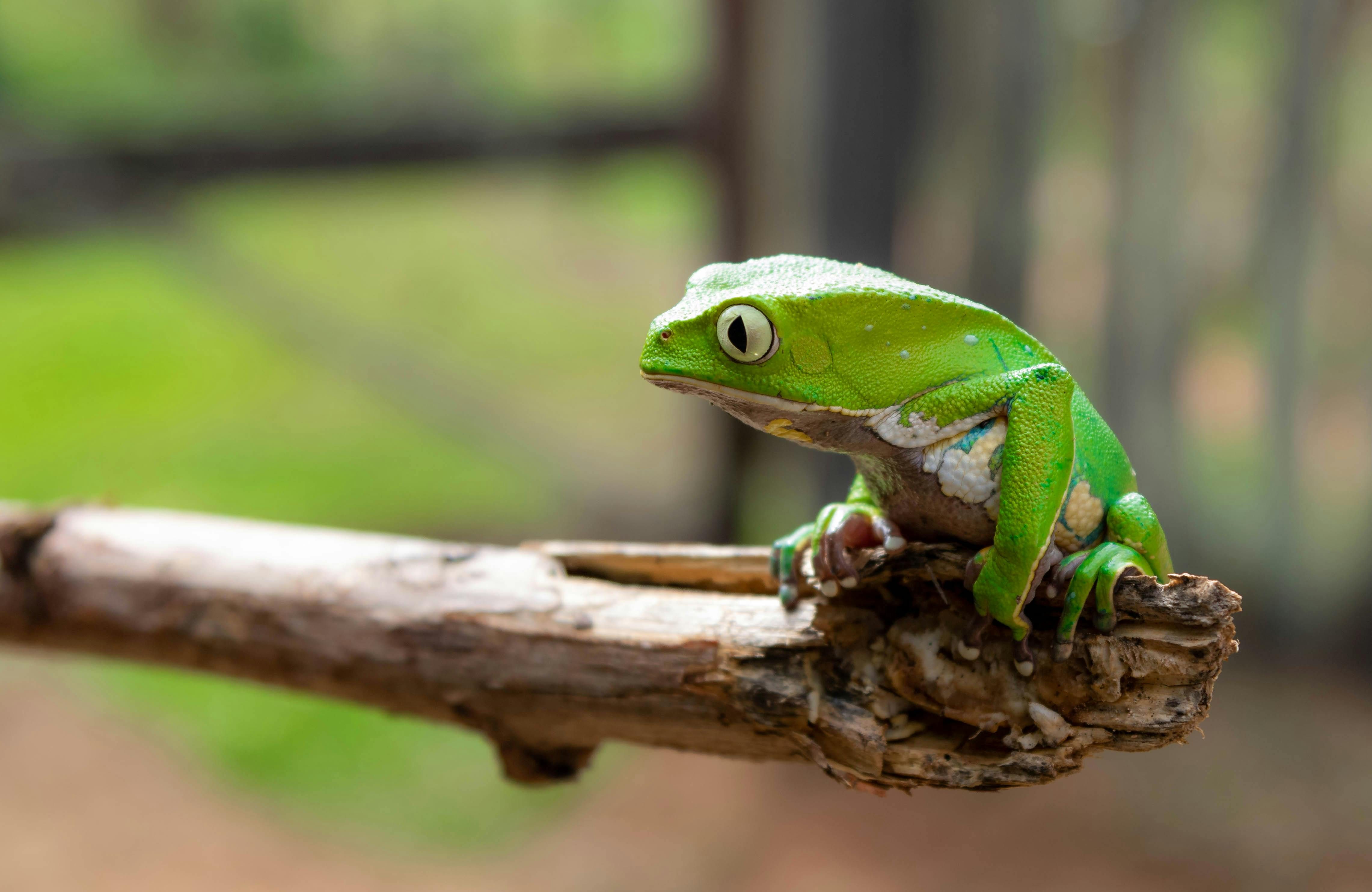 A bright green frog perched on the end of a branch with a blurred background.