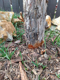 Vole damage on apples