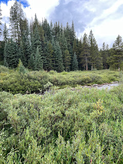 Willows along the bike path at Copper Mountain.