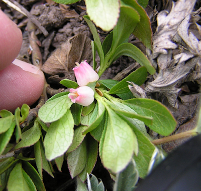 Pink bilberry flowers