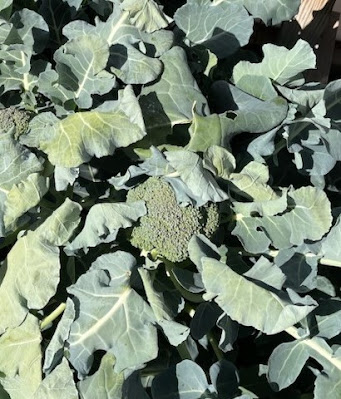 Tight head of a broccoli ready for harvest.