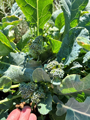 Broccoli heads ready for harvest
