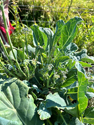 Broccoli growing in a garden