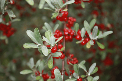 Buffaloberries shrub