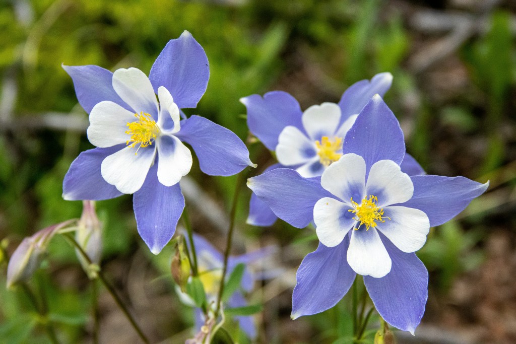 Close-up of several blue and white columbine flowers with yellow centers, blooming in a green garden setting.