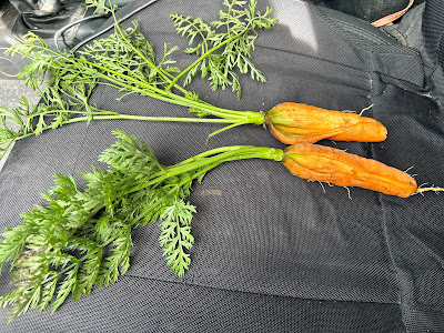 Two harvested carrots that have split.
