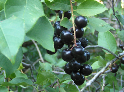 A cluster of chokecherries ready to pick.