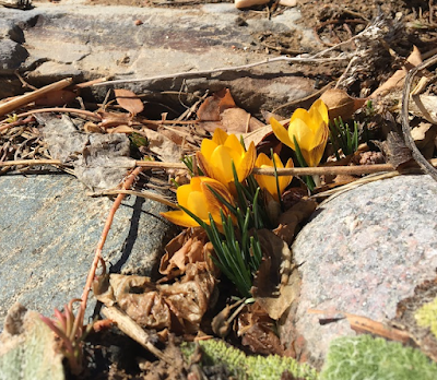 Blooming, yellow crocus flowers emerging from in between rocks and dries leaves.