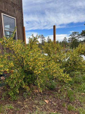 Golden currants shrub