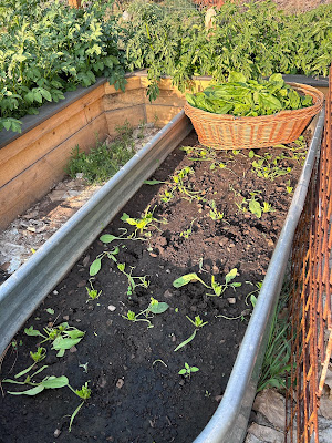 Raised bed garden with cut spinach.