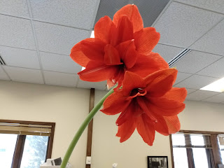 Double red amaryllis flower.