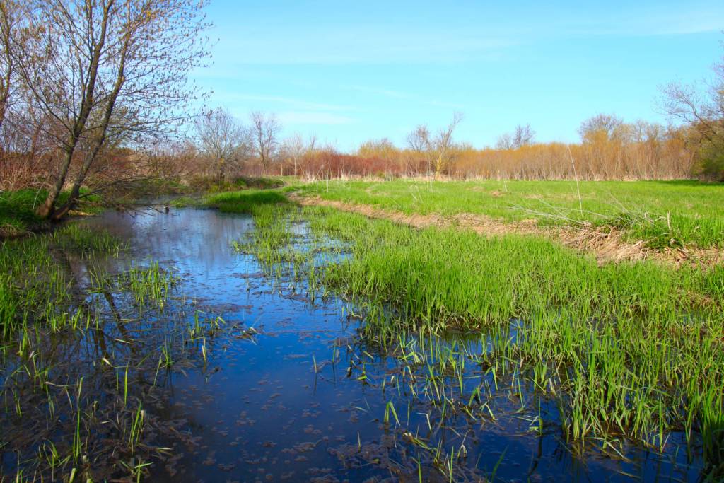 A natural wetland area