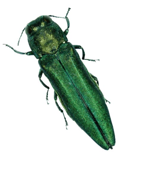 Emerald ash borer