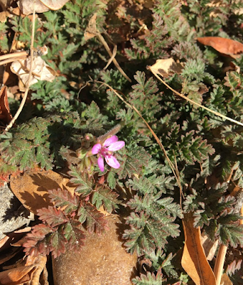 Cranesbill, Erodium cicutarium, is a common "winter" weed.