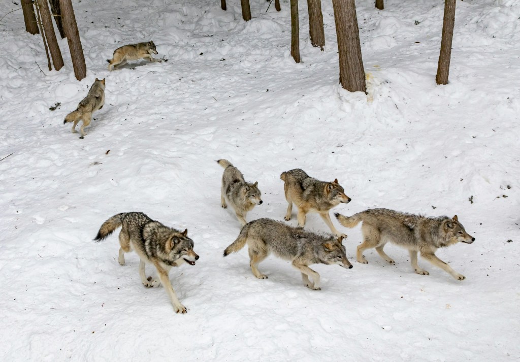A pack of gray wolves walking and playing in a snowy forest clearing surrounded by tree trunks.