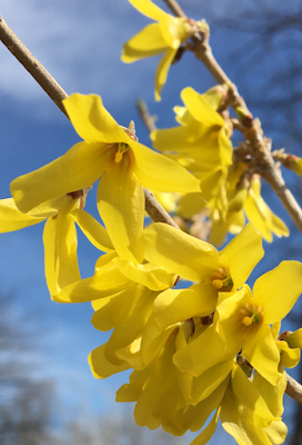 Bright yellow forsythia flowers blooming.