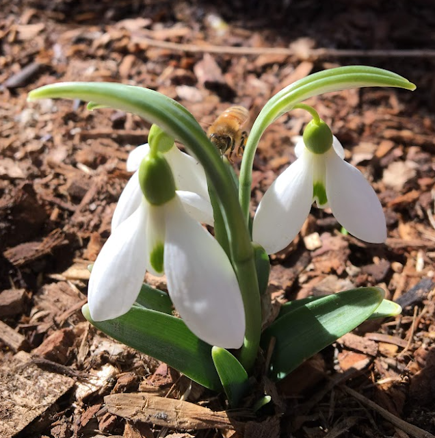 Snowdrop (Galanthus nivalis) plant blooming from a bed of mulch.