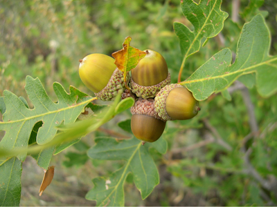 Group of four gamble oak acorns still attached to their branch.