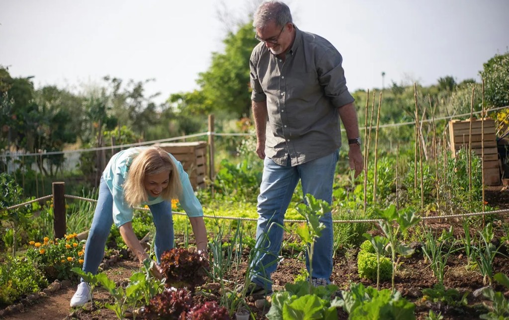 Two gardeners tending to their vegetables in a well-maintained garden on a sunny day.