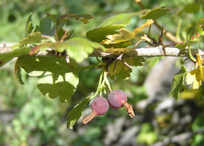 Native Fruits of the San Miguel Basin | Colorado State University Extension