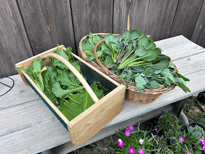 Various harvested greens sitting on a garden bench