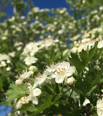 Close-up of small white hawthron plant with green leaves.