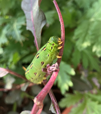 A closer up angle of a fully grown larval Hyles lineata, or white-lined sphinx on a twig.