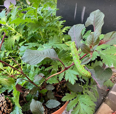 Fully grown larval Hyles lineata, or white-lined sphinx on a leaf.