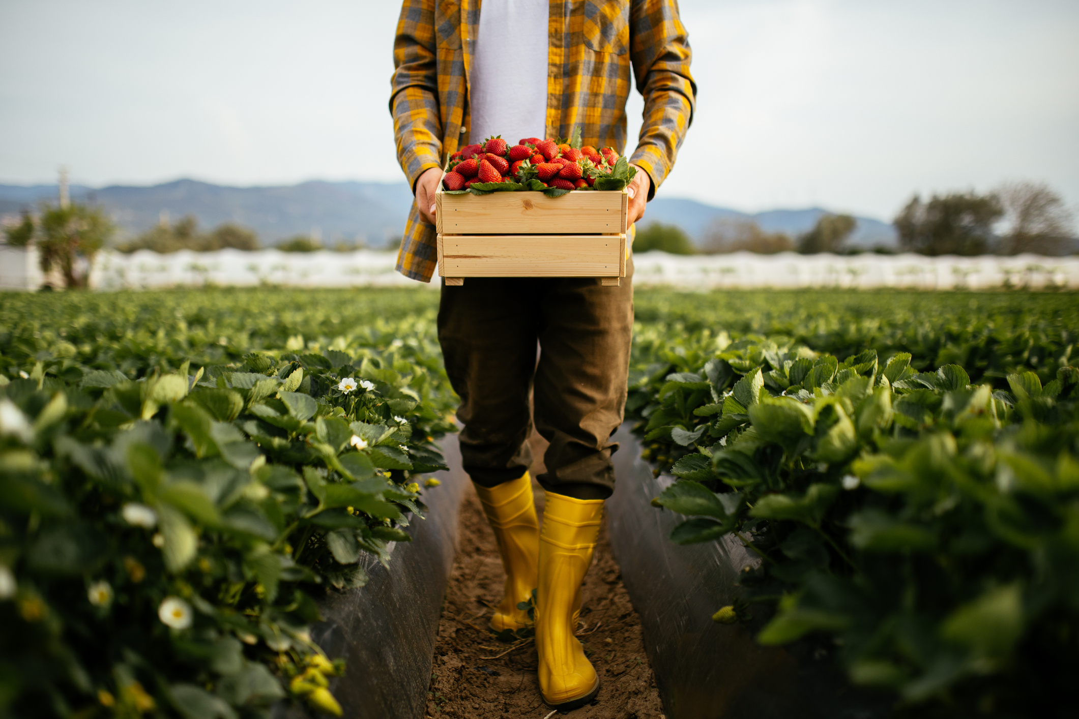 Growing Strawberries in Colorado Gardens | CSU Extension