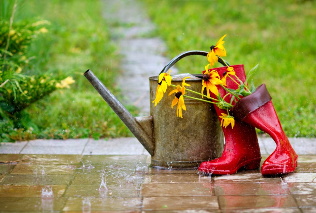 A metal watering can and a pair of red rain boots sit on a wet patio in the rain, with bright yellow flowers arranged inside both.